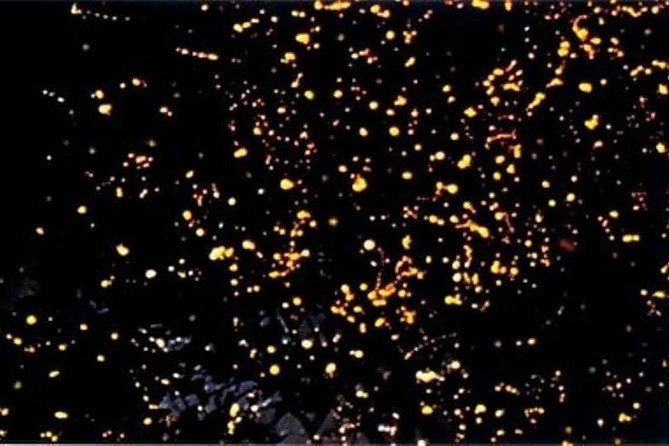 Magical Evening Firefly Watching Cruise  - Puerto Princesa Bay Walk Tour Photo 1