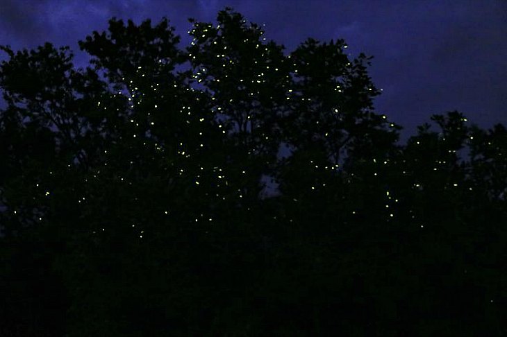 Magical Evening Firefly Watching Cruise  - Puerto Princesa Bay Walk Tour Photo 2