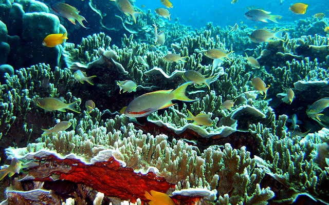Coron Shipwreck & Reef Dive - Coron, Palawan Tour Photo 4