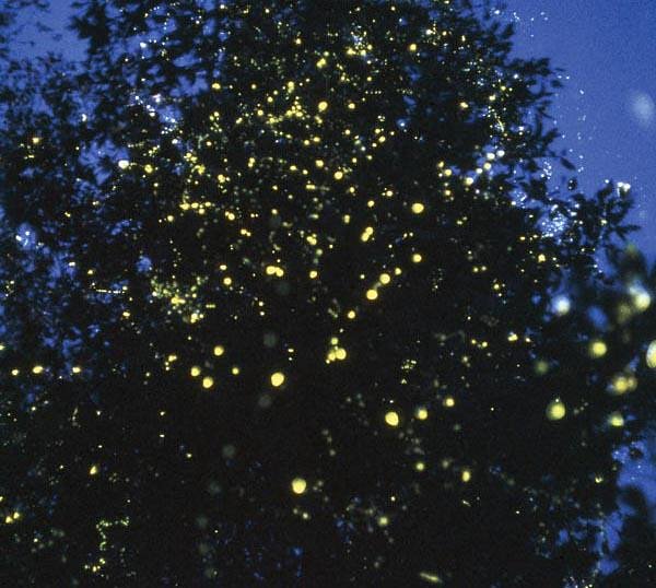 Magical Evening Firefly Watching Cruise 